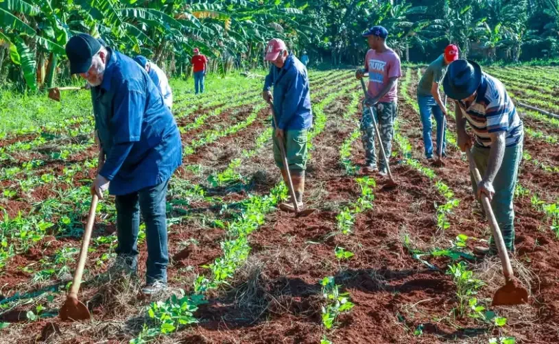 Primer ministro de Cuba participó en jornada de trabajo voluntario