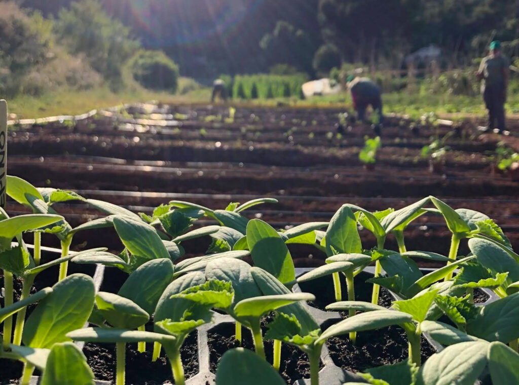 Tomado de Radio Cadena Agramonte