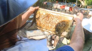Centro de abejas reina El Copal, eslabón clave en la soberanía alimentaria y las exportaciones del país.