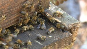 En "El Copal" no se crían abejas comunes. Se seleccionan, se estudian, se mejora la genética.